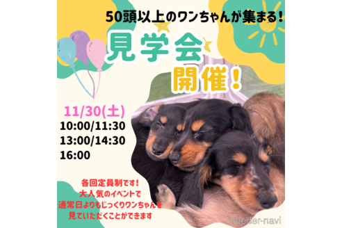 成約済の茨城県のチワワ(ロングコート)-351295の3枚目